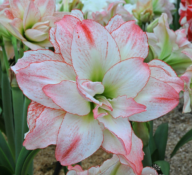 Гиппеаструм Афродита