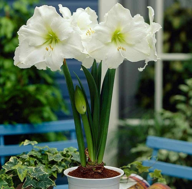 Амариллис Антарктика