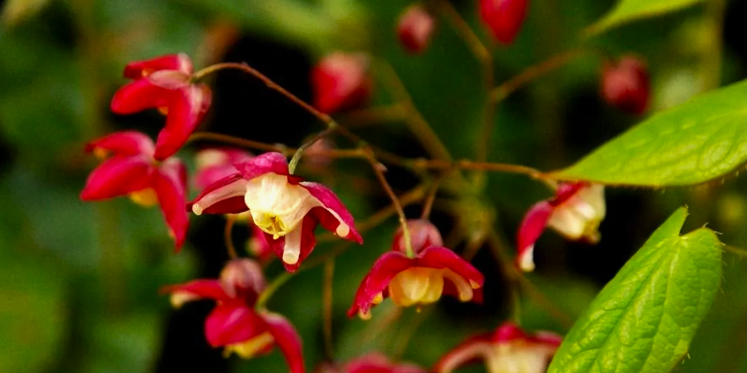 Тенистый сад: 15 многолетников, которые превратят темный уголок в цветущий рай