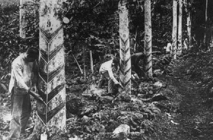 Каучуковое дерево - Гевея.