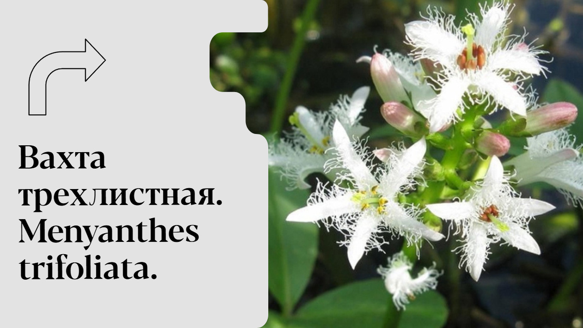 Вахта трехлистная.