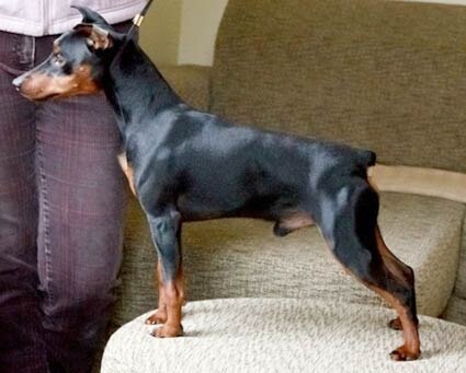 Цвергпинчер