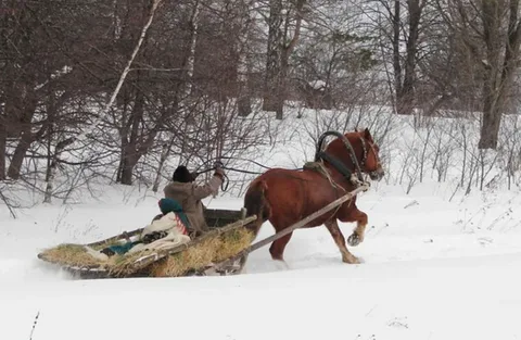 Серпас интернетісь. https://yandex.ru/images/search?p=1&text=ЛОШАДЬ+С+САНЯМИ+КОШЕВКОЙ&pos=13&rpt=simage&img_url=https%3A%2F%2Fp7.tabor.ru%2Ffeed%2F2022-12-04%2F7436122%2F4012925_760x500.jpg&from=tabbar&lr=11076