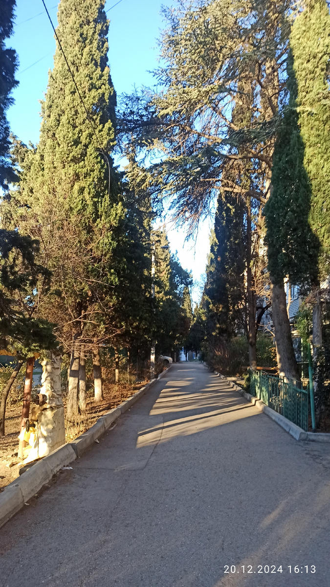 В этом районе очень много хвойных