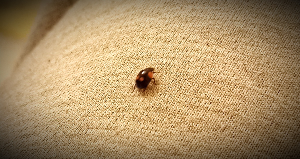 Хороший знак. Ничего странного, обычная зимняя божья коровка).