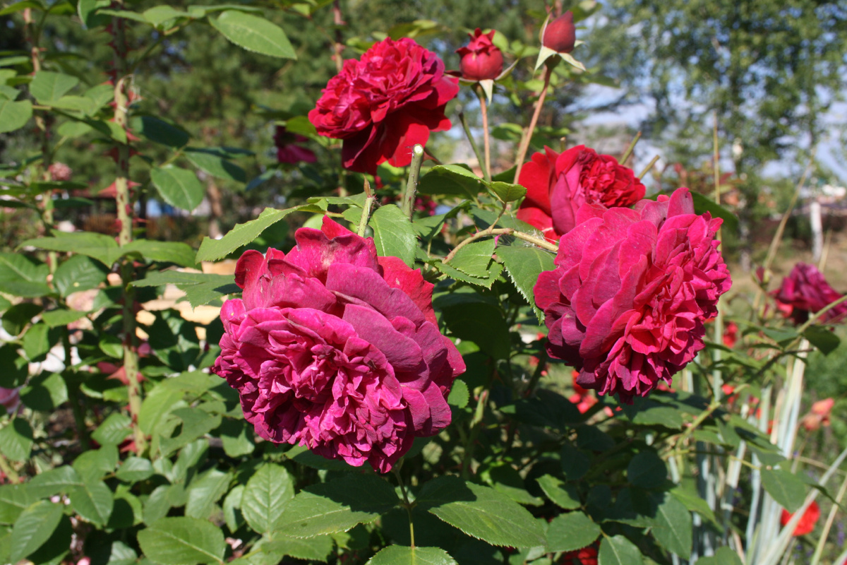 остинка Уильям Шекспир 2000 (William Shakespeare 2000)