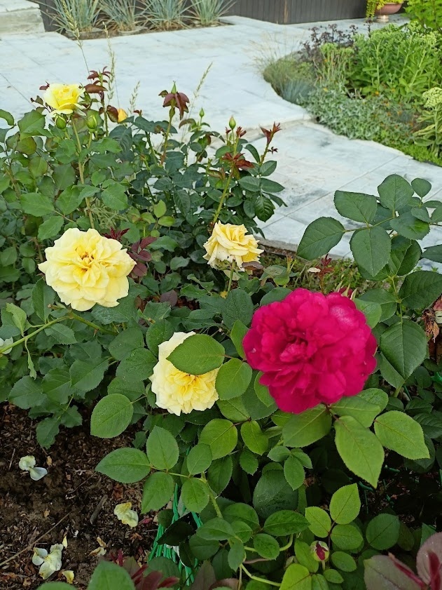 остинка Грехам  Томас (Graham Thomas)  (6 зона) с веткой розового Шекспира 2000