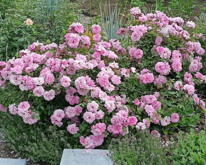 пышное цветение Терезы Багнет 2024 г.