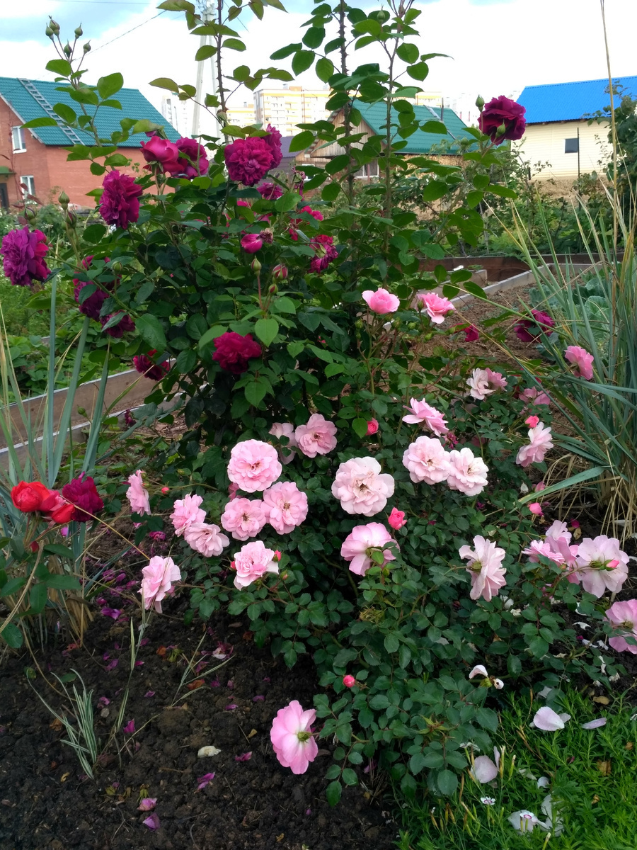 остинка Уильям Шекспир  (William Shakespeare)первый и почвопокровная Зе Фейри (The Fairy)