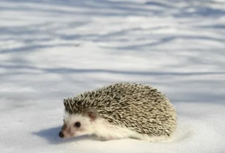 Эксперементы с климатом произошли!