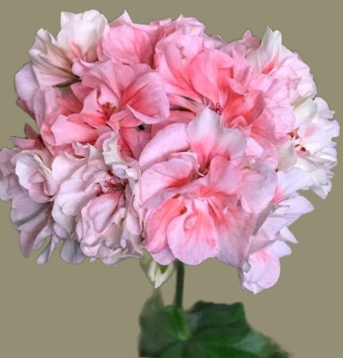 пеларгония Леона Фавероль