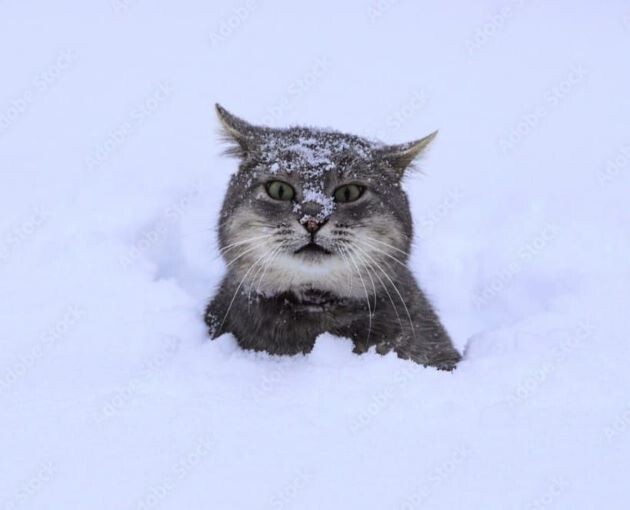 БЛАГОСЛОВИТЕ ЖЕНЩИНУ - С НОВЫМ ГОДОМ!