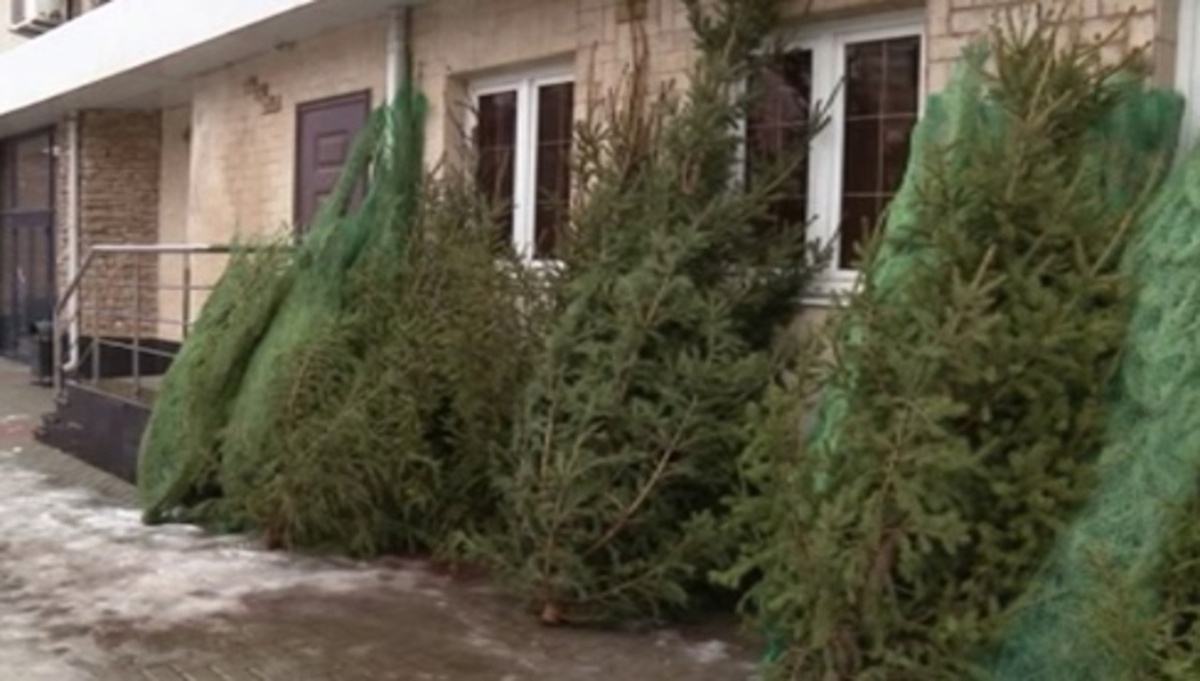    В Курске с 20 декабря официально началась продажа новогодних елок