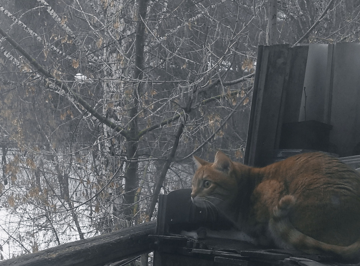 личное фото