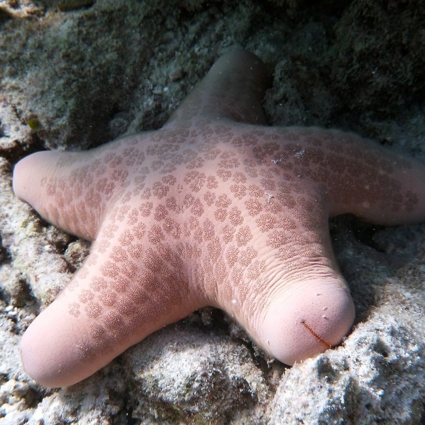 Choriaster granulatus