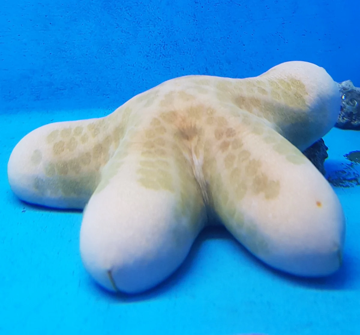 Choriaster granulatus