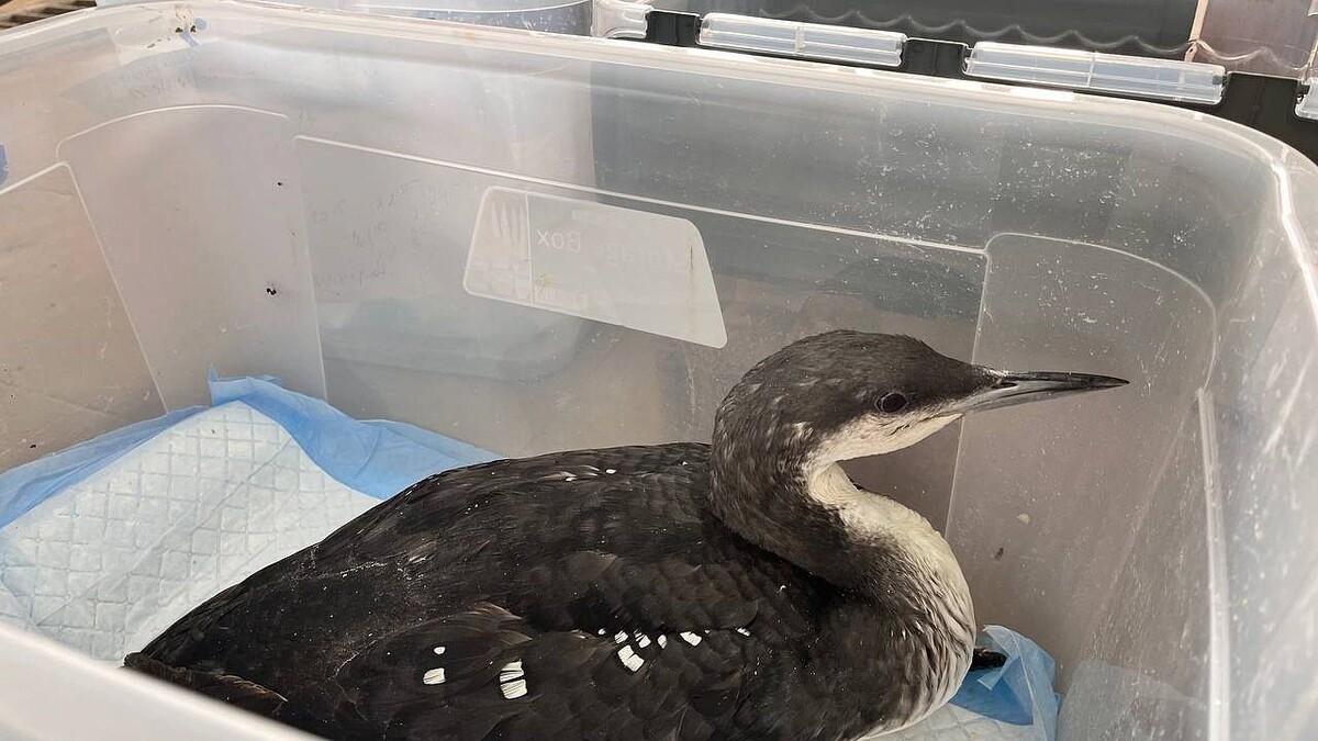    Фото: t.me/sergeyi_les