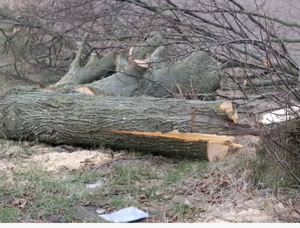 https://www.tv2east.dk/soroe/flere-tilfaelde-af-traeer-vaeltet-ud-paa-veje-55-aarig-bilist-draebt