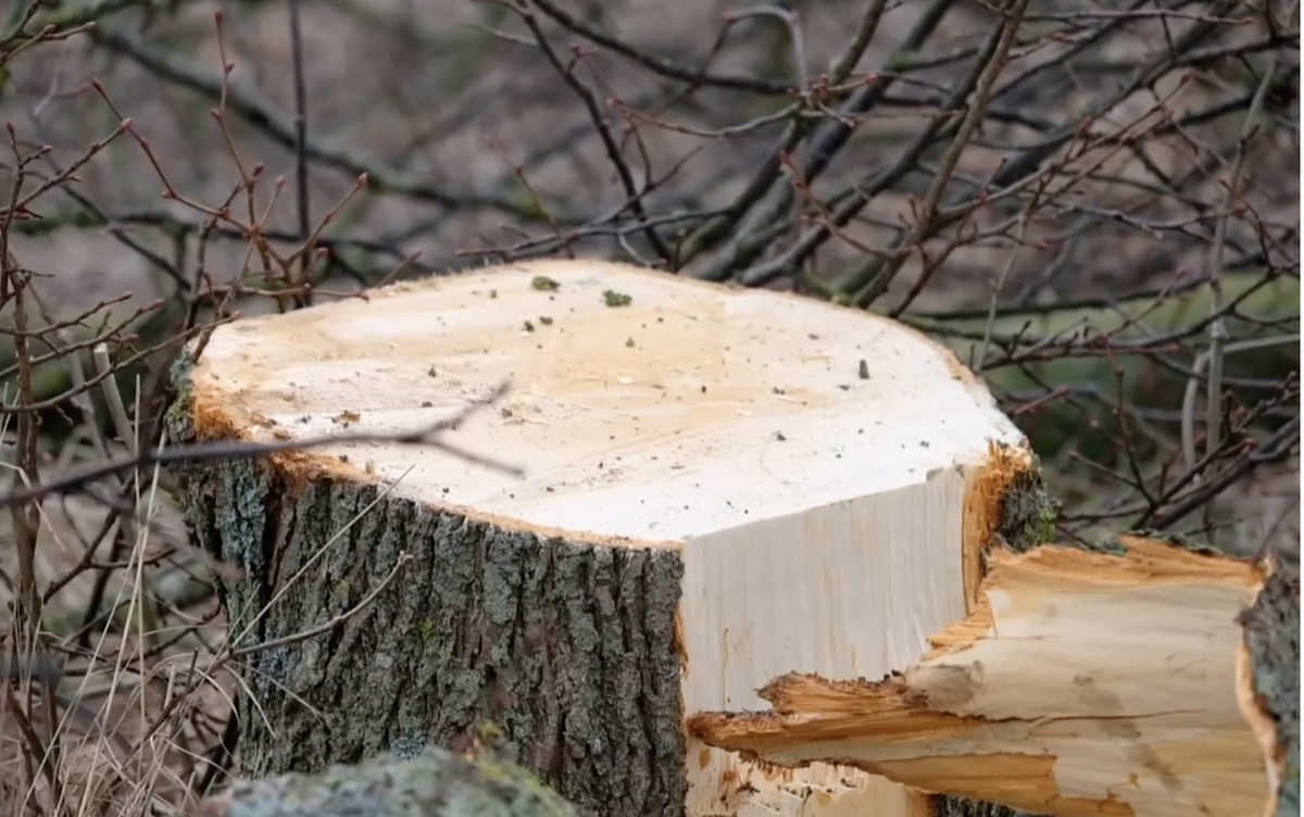 https://www.tv2east.dk/soroe/flere-tilfaelde-af-traeer-vaeltet-ud-paa-veje-55-aarig-bilist-draebt