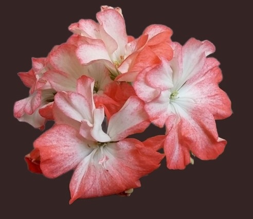 Пеларгония Lenore