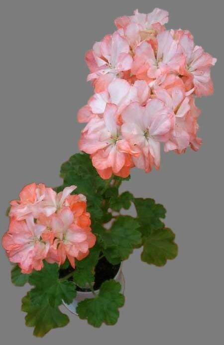 Пеларгония Lenore