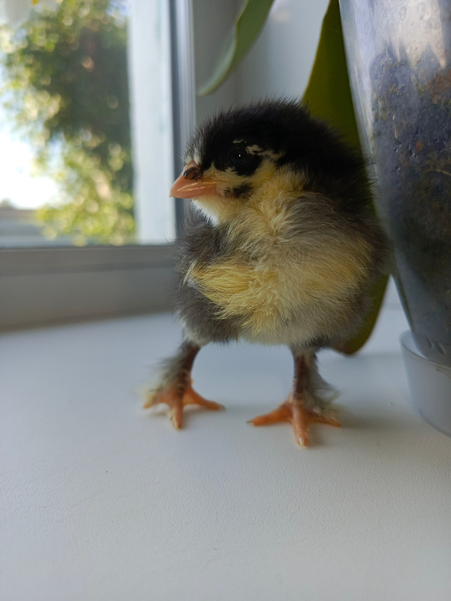 Плод любви марана и доминантихи