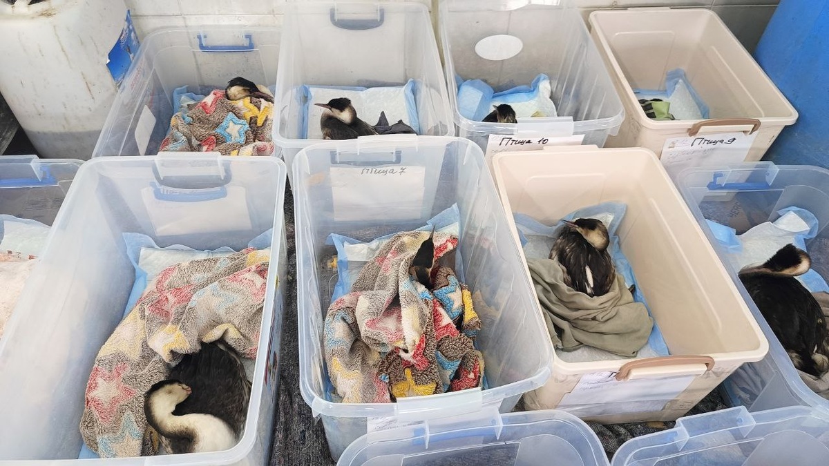    Фото Юлии Симатовой, «Кубань 24»