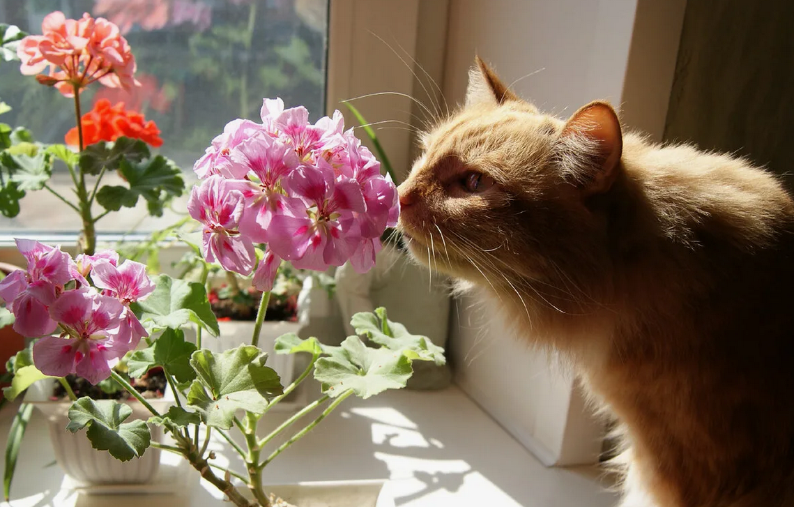 Кот и цветы