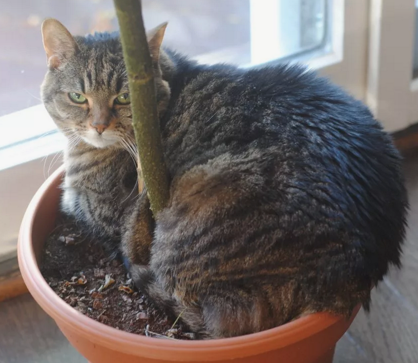 Кот в горшке