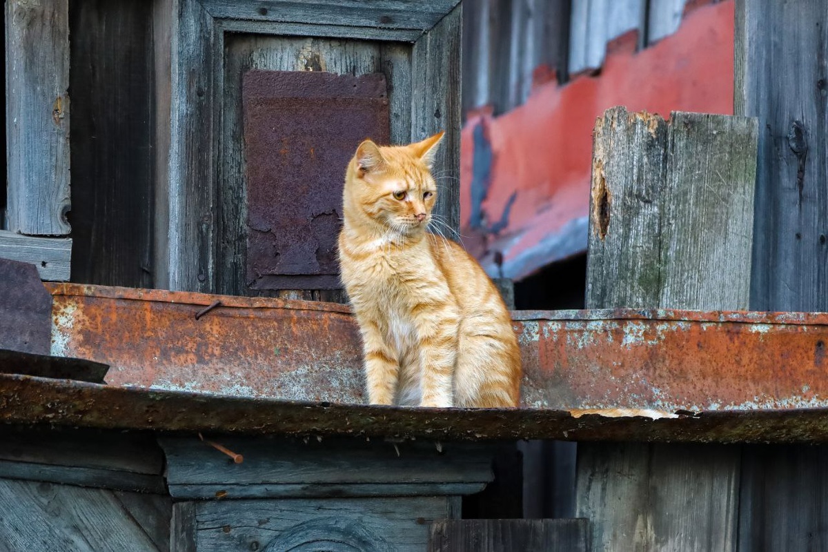 Фото: Global Look Press 