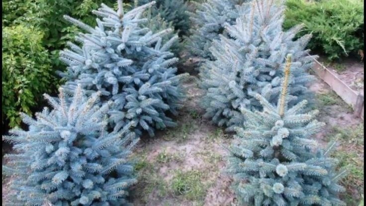 Фото с pinterest.com