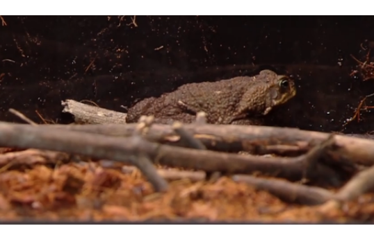 Кадр из шоу "Экстрасенсы. Реванш" 21.12.24