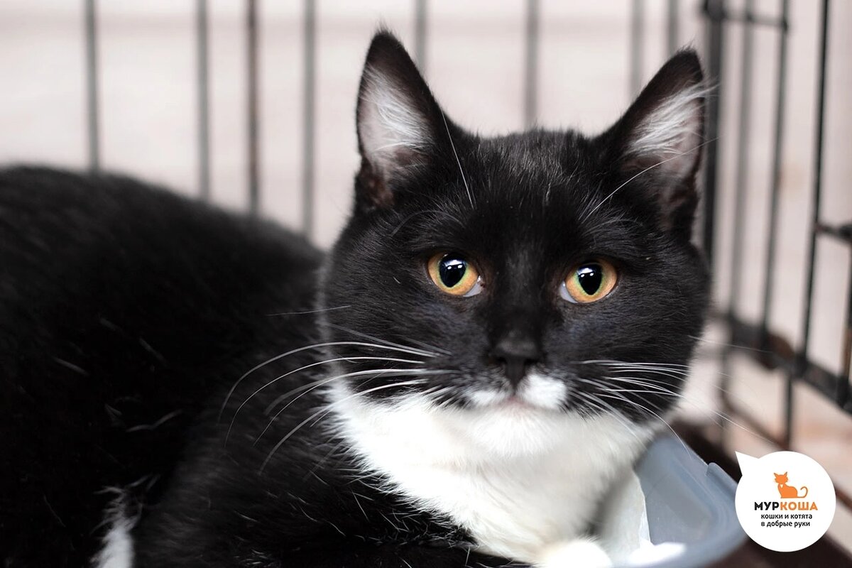 Алексейкин приехал с передержки.