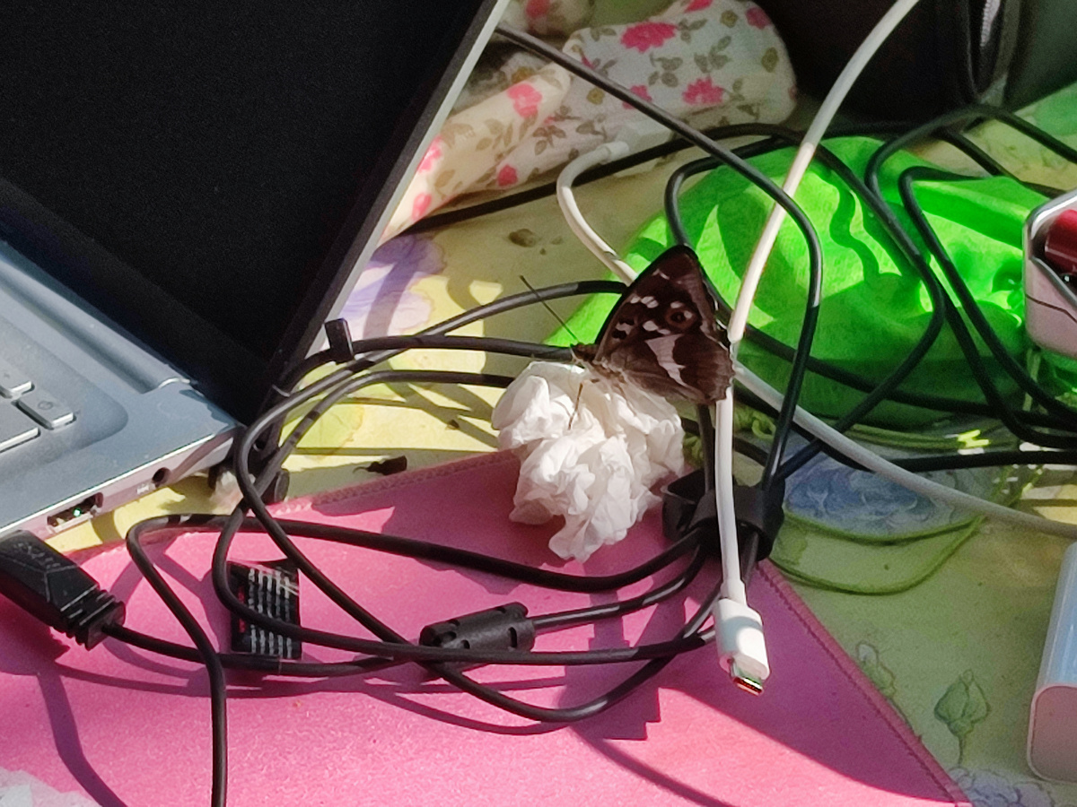 Достичь Дзен в тайге