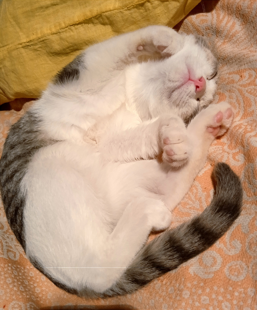 От чего кот гладок, он поел и набок.