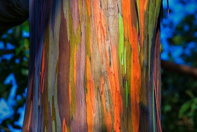 Кора радужного эвкалипта