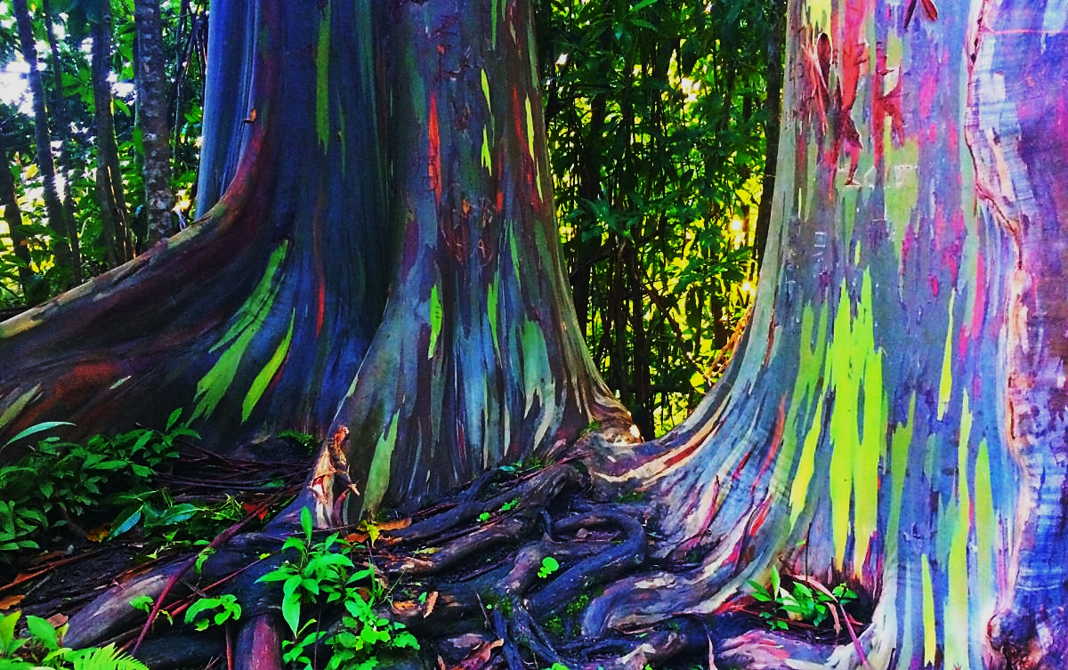 Радужный эвкалипт