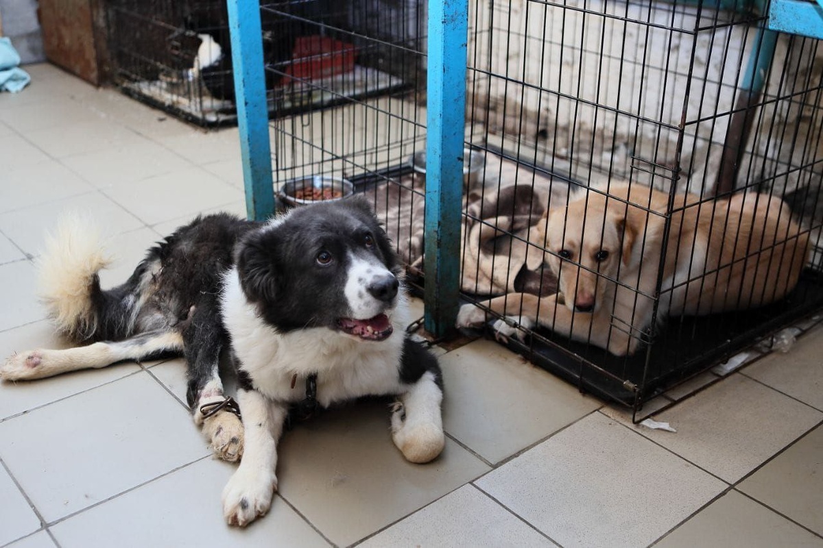 Несмотря на особенность он тоже хочет лучиков добра!