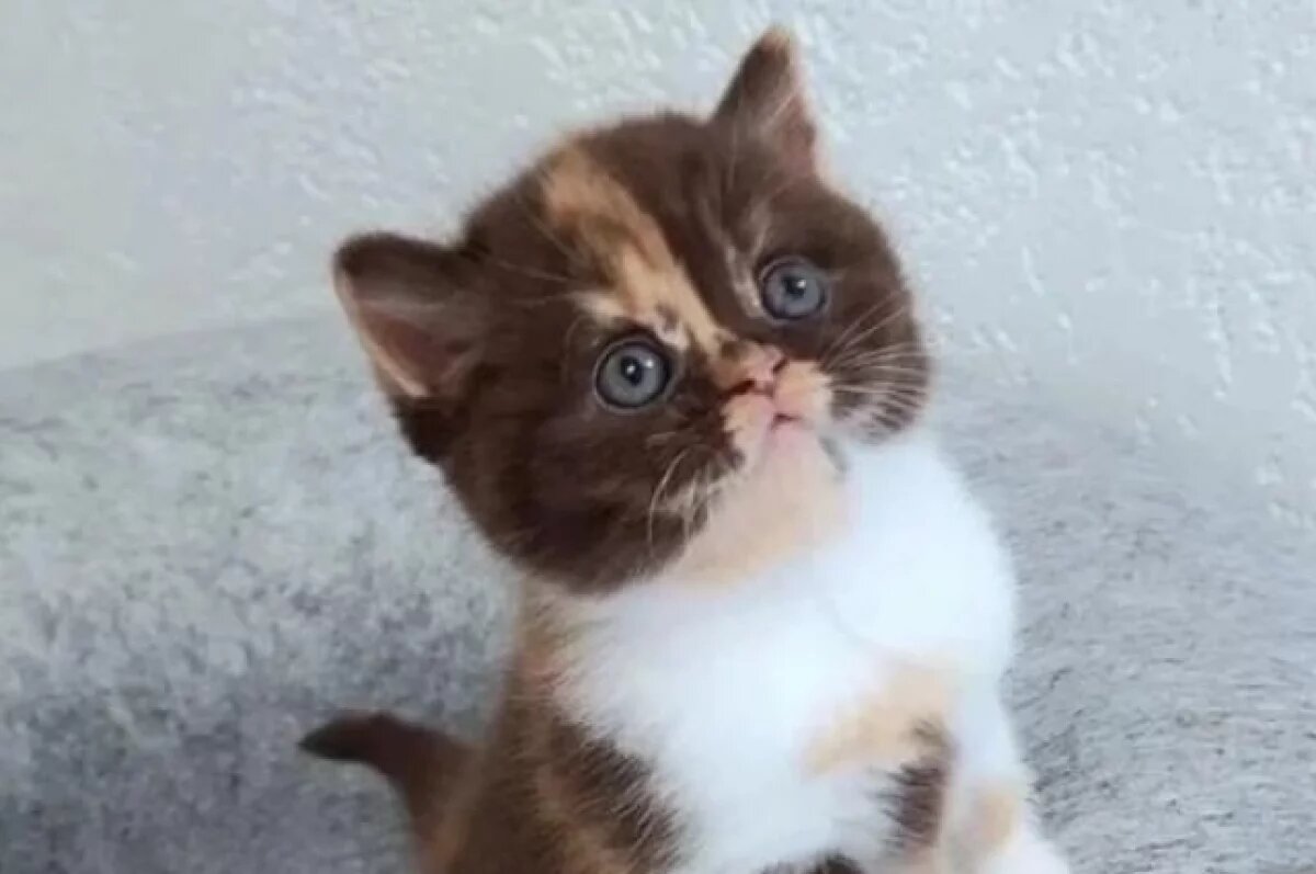    В Новосибирске продают разноцветного котенка британской породы за 150 тыс