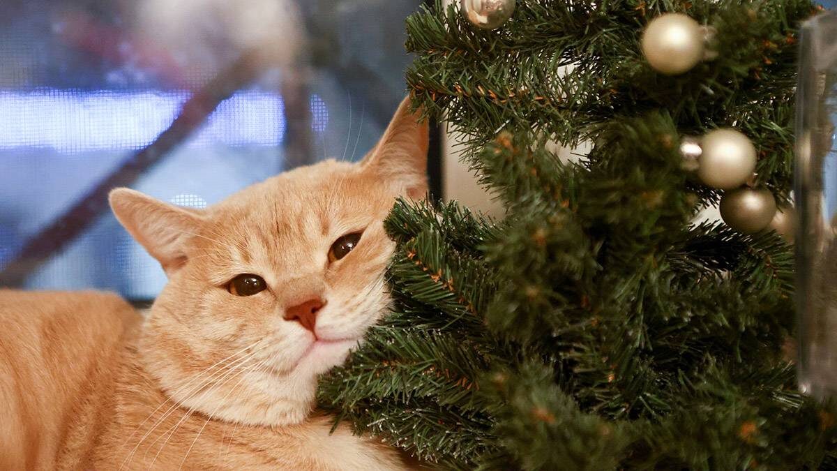    Фото: Ярослав Чингаев / АГН Москва