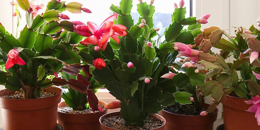 Как заставить ваши цветы расти быстрее: проверенные методы