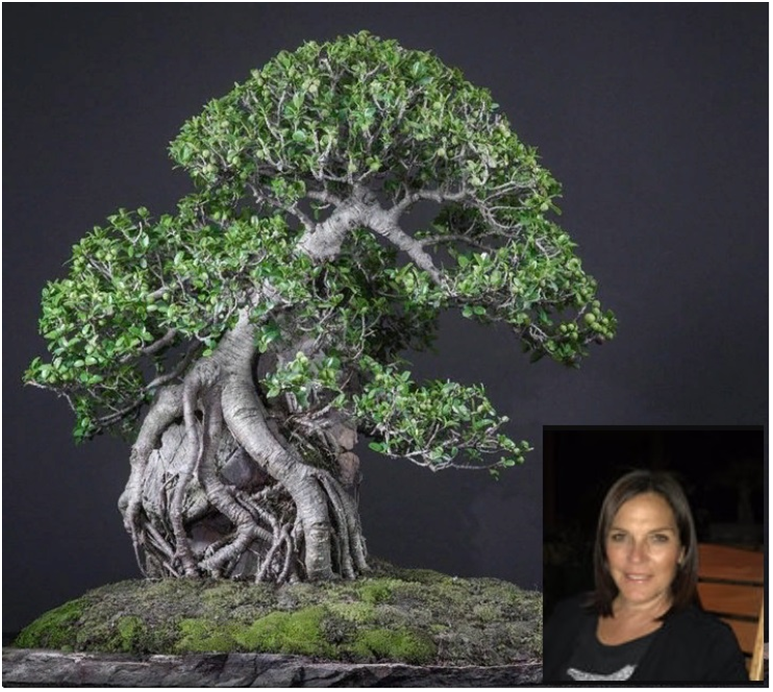 Бонсай фикус Буртт Деви (burtt-davyi. Автор Carroll Dewar Hermann.
Источники: https://ar.pinterest.com/pin/ficus-burttdavyi-by-caroll-dewar-hermann-bonsai-bonsaitree-nature--42362052729125497/ 
https://www.researchgate.net/profile/Caroll-Hermann
