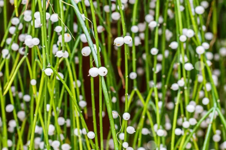 Рипсалис ягодный