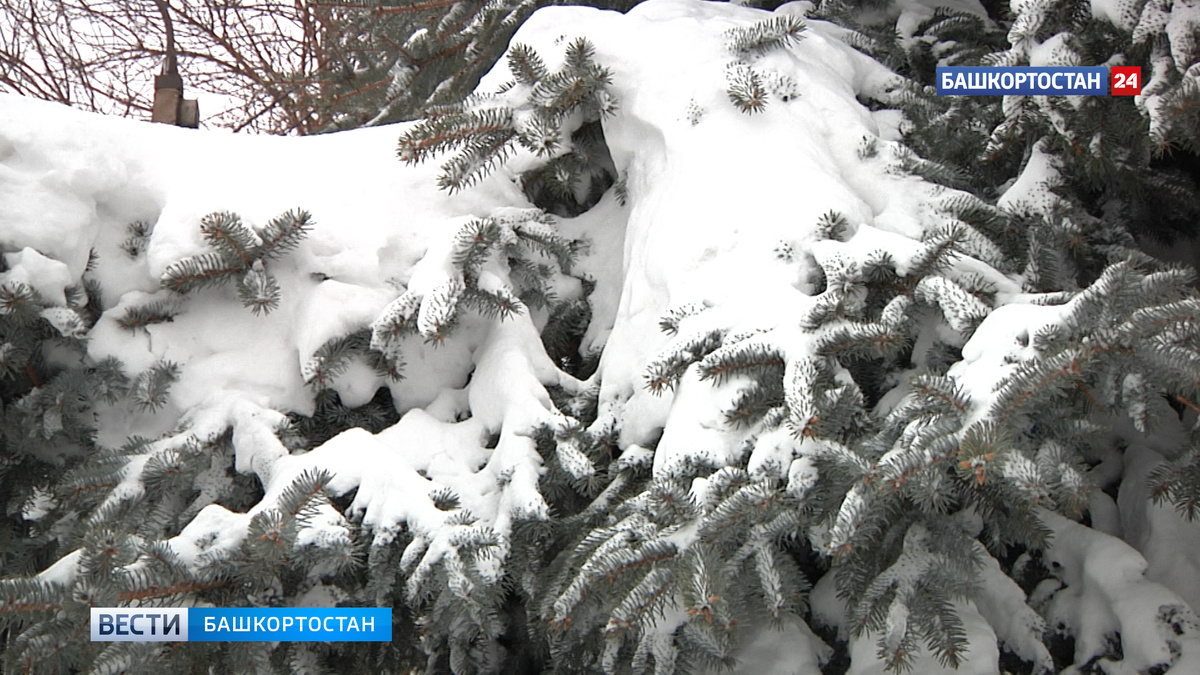    Мокрый снег и гололед: синоптики рассказали о погоде в Башкирии 21 декабря