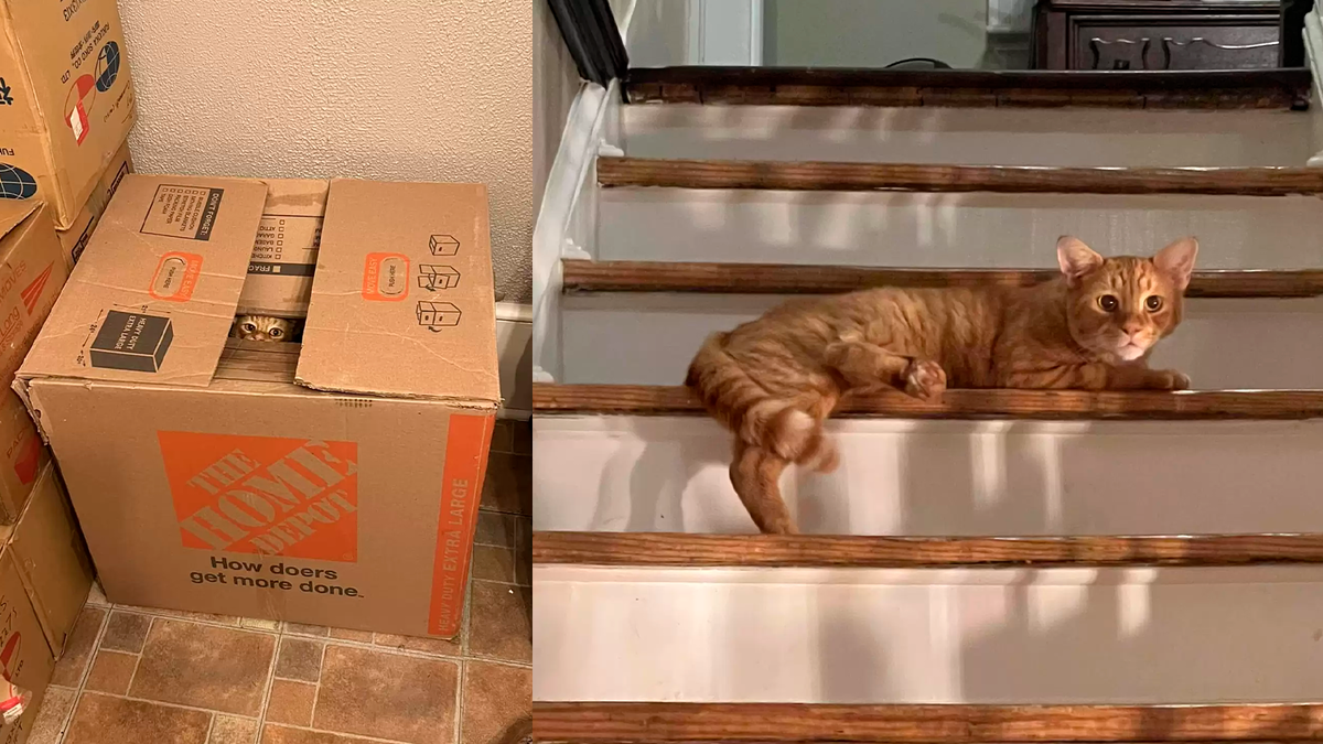    Уличный кот спрятался в коробке, чтобы его нашли и подарили новый дом