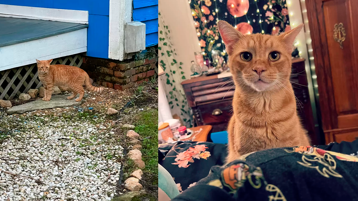    Кот больше года прожил на улице, но теперь наконец-то обрел теплую постель
