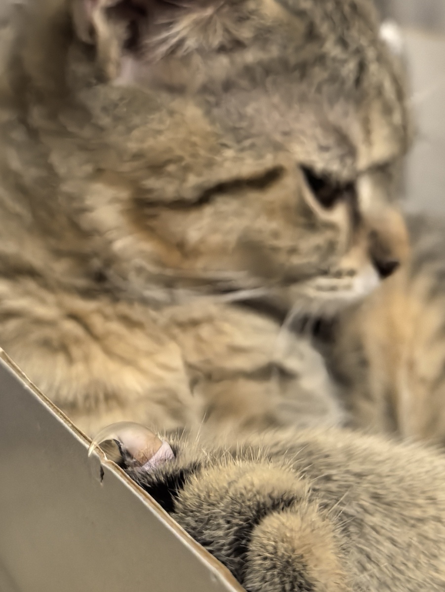 Опасные когти