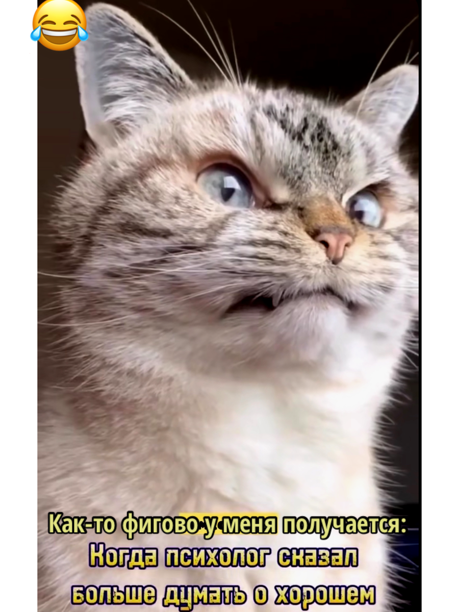 Картинку сделала сама (Фото кота из интернета)