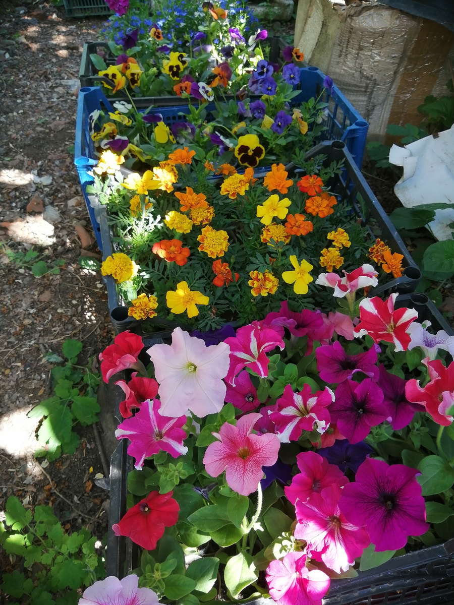 Остатки непроданной цветочной рассады