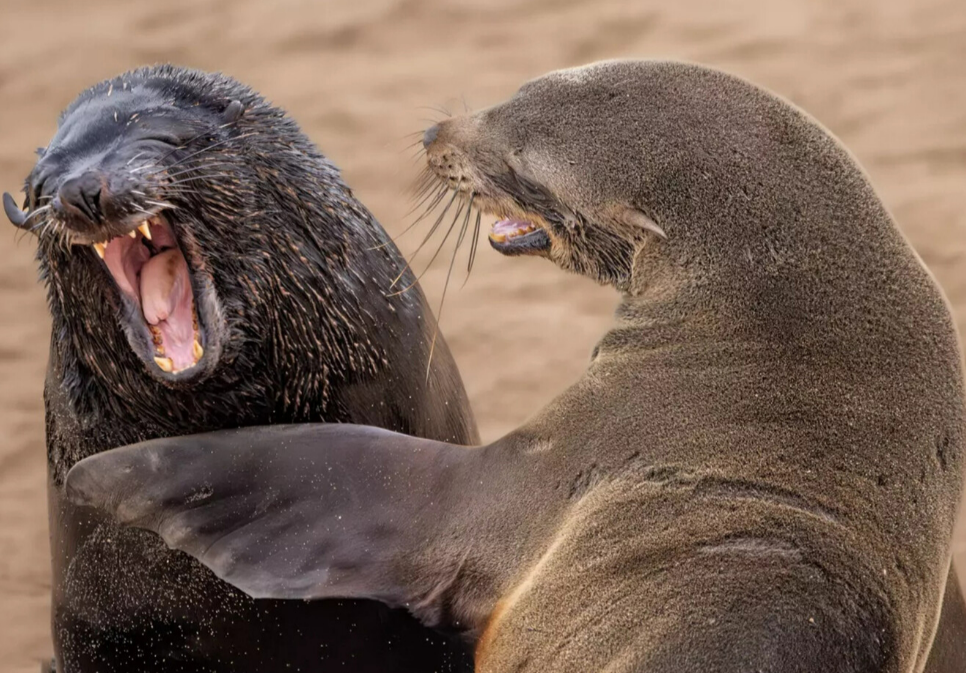 «Вы шутите!», Marti Phillips / Nikon Comedy Wildlife